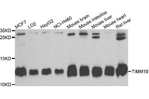 TIMM10 antibody  (AA 1-90)