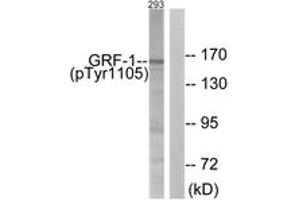Western blot analysis of extracts from 293 cells treated with EGF 200ng/ml 30', using GRF-1 (Phospho-Tyr1105) Antibody.