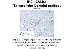 Image no. 1 for anti-Galanin Receptor 3 (GALR3) (3rd Extracellular Domain) antibody (ABIN1734574)