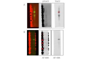Comparison of blocking buffer on multiplex fluorescent detection of pStat3 and Stat3.