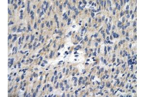 Image no. 2 for anti-Transcription Elongation Factor A (SII)-Like 1 (TCEAL1) (Middle Region) antibody (ABIN2776430)