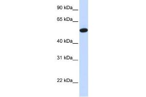 Image no. 1 for anti-Carcinoembryonic Antigen-Related Cell Adhesion Molecule 16 (CEACAM16) (Middle Region) antibody (ABIN635003)