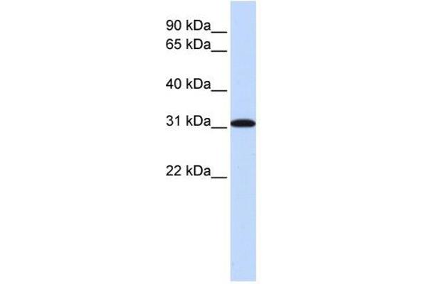 anti-Replication Protein A4, 30kDa (RPA4) (Middle Region) antibody