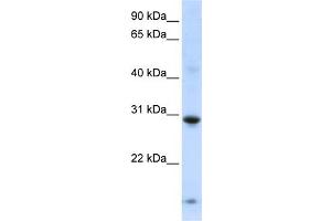 Image no. 1 for anti-Zinc Finger Protein 138 (ZNF138) (Middle Region) antibody (ABIN2783044)