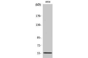 Image no. 1 for anti-Thioredoxin Reductase 2 (TXNRD2) (C-Term) antibody (ABIN3187352)