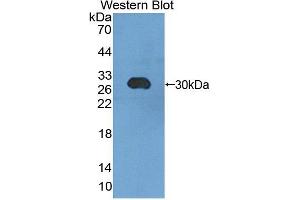 Image no. 1 for anti-Chromogranin B (Secretogranin 1) (CHGB) (AA 448-664) antibody (ABIN1862324)