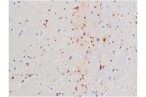 GATA4 antibody  (pSer105)