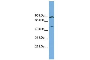 Image no. 1 for anti-Transmembrane Protein 48 (TMEM48) (Middle Region) antibody (ABIN635787)