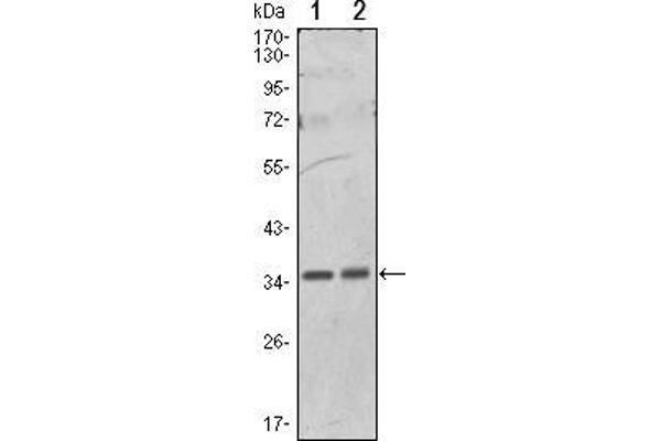 anti-Protein Phosphatase 1, Catalytic Subunit, alpha Isoform (PPP1CA) antibody