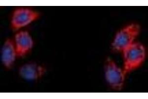 Image no. 1 for anti-Neuropeptide Y Receptor Y5 (NPY5R) antibody (ABIN2957691)