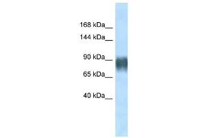 Image no. 1 for anti-Advillin (AVIL) (N-Term) antibody (ABIN927325)