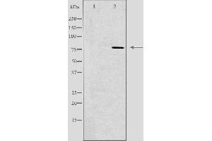 Image no. 2 for anti-Glucuronidase, beta (GUSB) (Internal Region) antibody (ABIN6256968)