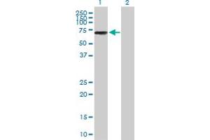 Image no. 1 for anti-IKAROS Family Zinc Finger 3 (Aiolos) (IKZF3) (AA 1-509) antibody (ABIN524769)