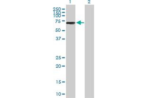 anti-IKAROS Family Zinc Finger 3 (Aiolos) (IKZF3) (AA 1-509) antibody