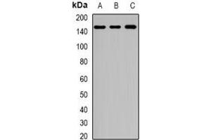 Image no. 2 for anti-UPF2 Regulator of Nonsense Transcripts 2 (UPF2) (full length) antibody (ABIN6005556)