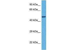 Image no. 3 for anti-Tryptophan 2,3-Dioxygenase (TDO2) (N-Term) antibody (ABIN2782335)