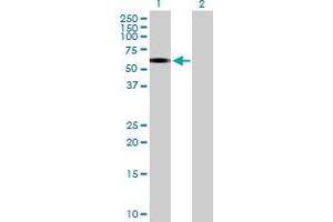 ERCC6L antibody  (AA 1-419)