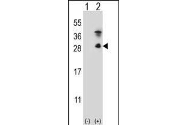Kallikrein 7 antibody  (C-Term)