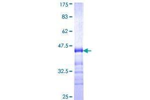 Tight Junction Protein 3 (Zona Occludens 3) (TJP3) (AA 868-952) protein (GST tag)