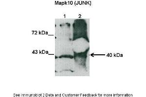 Image no. 1 for anti-Mitogen-Activated Protein Kinase 10 (MAPK10) (N-Term) antibody (ABIN2787361)