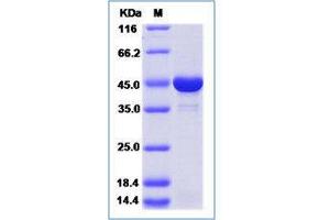 Image no. 1 for Creatine Kinase, Mitochondrial 2 (Sarcomeric) (CKMT2) (AA 40-419) protein (His tag) (ABIN3214470)