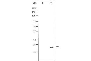 Image no. 3 for anti-Peptidylprolyl Cis/trans Isomerase, NIMA-Interacting 1 (PIN1) (pSer16) antibody (ABIN6256162)
