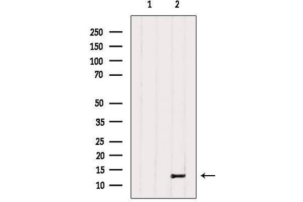 PPP1R1C Antikörper  (Internal Region)