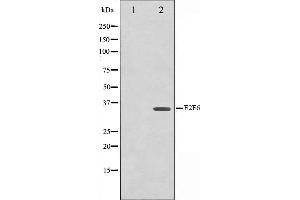 Image no. 3 for anti-E2F Transcription Factor 6 (E2F6) antibody (ABIN6261413)