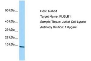 PLGLB2 抗体  (AA 38-87)