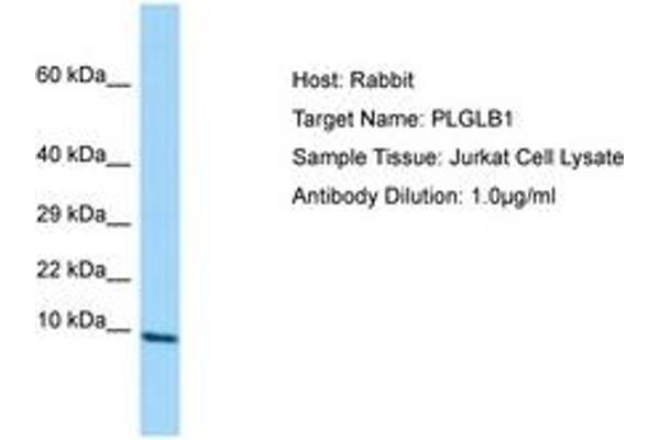 PLGLB2 antibody  (AA 38-87)