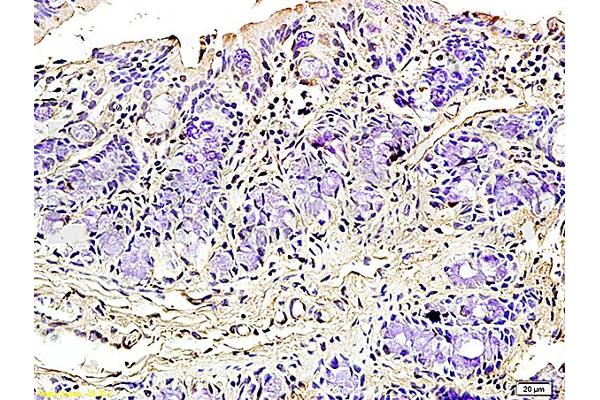 Podoplanin antibody  (AA 91-166)