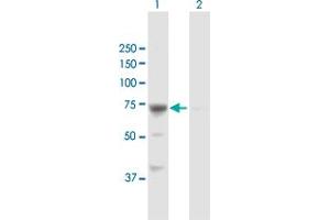 Western Blot analysis of GBE1 expression in transfected 293T cell line by GBE1 MaxPab polyclonal antibody.