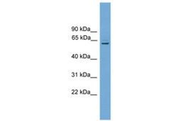 PLBD1 抗体  (AA 51-100)