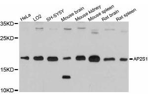 Western blot analysis of extracts of various cell lines, using AP2S1 antibody.