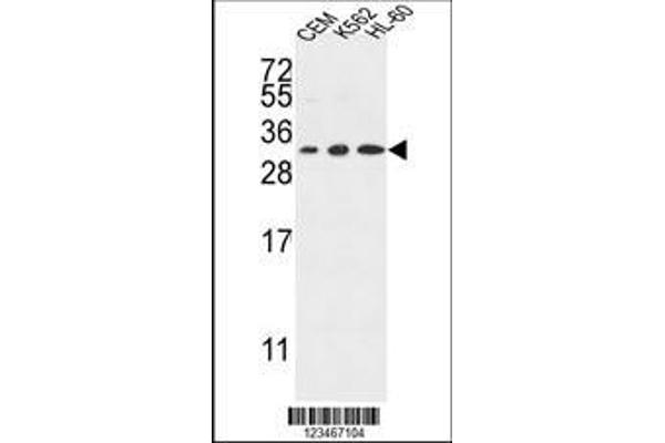 anti-Tetraspanin 2 (TSPAN2) (AA 109-137) antibody