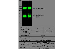 Image no. 1 for anti-Glutathione S-Transferase mu 2 (Muscle) (GSTM2) (AA 1-218) antibody (ABIN1999487)