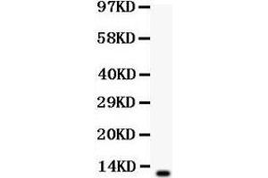 Image no. 1 for anti-Defensin, beta 1 (DEFB1) (AA 52-68), (C-Term) antibody (ABIN3043211)