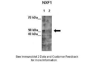Image no. 4 for anti-Nuclear RNA Export Factor 1 (NXF1) (N-Term) antibody (ABIN2778977)
