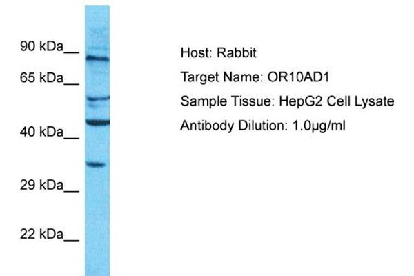 anti-Olfactory Receptor, Family 10, Subfamily AD, Member 1 (OR10AD1) (C-Term) antibody