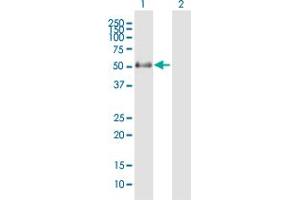 Western Blot analysis of PNPLA3 expression in transfected 293T cell line by PNPLA3 MaxPab polyclonal antibody.
