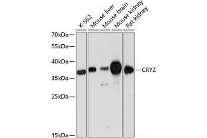 Western blot analysis of extracts of various cell lines using CRYZ Polyclonal Antibody at dilution of 1:3000.