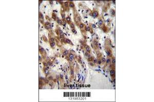Image no. 2 for anti-PHD Finger Protein 20 (PHF20) (AA 123-151), (N-Term) antibody (ABIN656095)