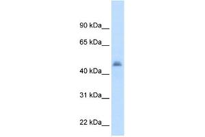 Image no. 1 for anti-Cytochrome P450, Family 3, Subfamily A, Polypeptide 7 (CYP3A7) (Middle Region) antibody (ABIN2776998)