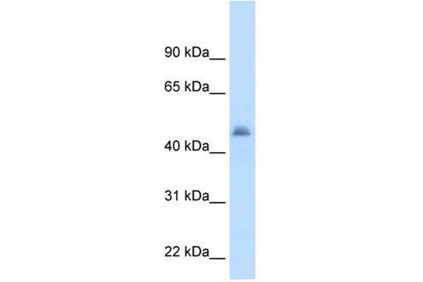 anti-Cytochrome P450, Family 3, Subfamily A, Polypeptide 7 (CYP3A7) (Middle Region) antibody