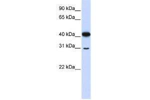 OVOL2 antibody  (N-Term)