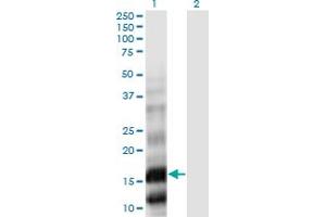 Western Blot analysis of PLA2G10 expression in transfected 293T cell line by PLA2G10 monoclonal antibody (M01), clone 5G11.