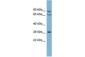 Image no. 1 for anti-CutC Copper Transporter Homolog (CUTC) (Middle Region) antibody (ABIN2786907)