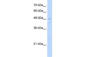 anti-Family with Sequence Similarity 113, Member A (FAM113A) (N-Term) antibody