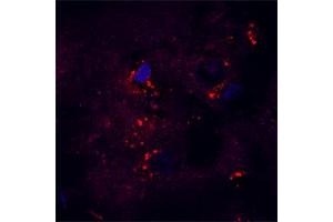 Image no. 2 for anti-Beclin 1, Autophagy Related (BECN1) (AA 400-450) antibody (ABIN349984)