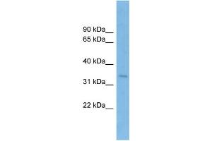 Image no. 1 for anti-Signal Sequence Receptor, alpha (SSR1) (Middle Region) antibody (ABIN2782212)